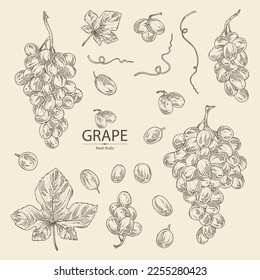 Collection of grapes: grapes, grape leaf and  grape branch. Vector hand drawn illustration.