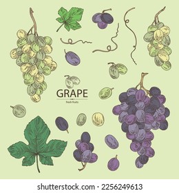 Colección de uvas: uvas, hojas de uva y ramas de uva. Ilustración dibujada a mano por vectores.