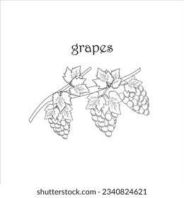 collection grapes,grapes with leaf,vector illustration eps10