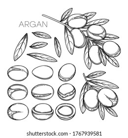 Collection of graphic argan plants. Nuts, leaves and whole branches isolated on white background. Vector botanical design