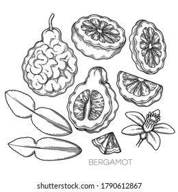 Collection of graphic bergamot fruits, leaves and flower isolated on white background. Vector botanical design