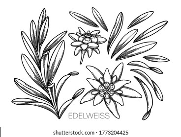 Collection of graphic edelweiss flowers and leaves. Vector botanical design isolated on white background