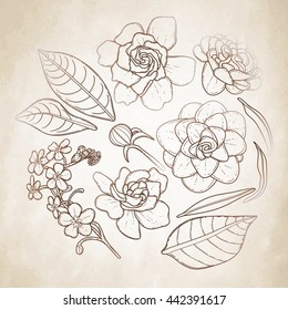 Collection of graphic flowers. Leaves and flowers. Vector floral decorations. Wedding style.
