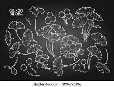 Collection of graphic ginkgo biloba leaves and berries. Vector natural illustration isolated on the chalkboard