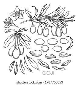 Collection of graphic goji flowers, leaves and berries. Vector botanical design isolated on white background