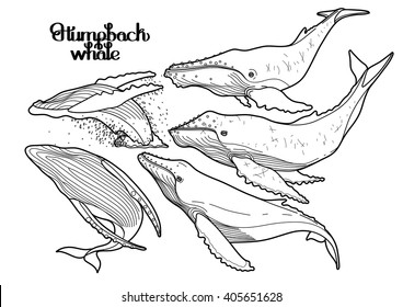 Collection of graphic humpback whales isolated on white background.  Giant sea and ocean creatures. Coloring book page design for adults and kids