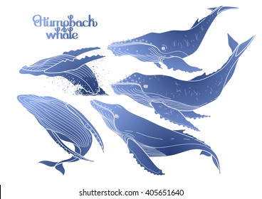 Collection of graphic humpback whales isolated on white background.  Giant sea and ocean creatures in blue colors