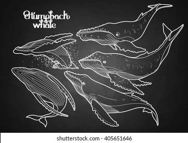 Collection of graphic humpback whales isolated on chalkboard.  Giant sea and ocean creatures in black and white colors