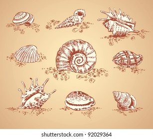Collection graphic images seashell, vector set