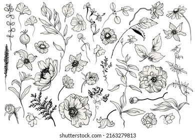Collection of graphic plants. Set of herbs, branches, flowers and other botanical elements. Vector illustration