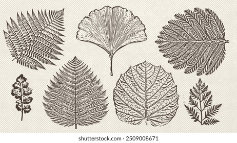 Collection of graphic prehistoric plants imprints isolated on vintage paper texture. Engraving prehistoric leaves. Vector illustrations set.