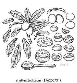 Collection of graphic shea plants. Nuts, leaves and butter inside the woodeb bowl and spoon. Vector botanical design isolated on white background