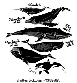 Collection of graphic whales isolated on white background. Vector giant sea and ocean creatures in black and white colors