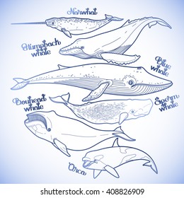 Collection of graphic whales isolated on white background. Vector giant sea and ocean creatures in blue colors. Coloring book page design