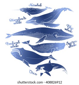 Collection of graphic whales isolated on white background. Vector giant sea and ocean creatures in blue colors