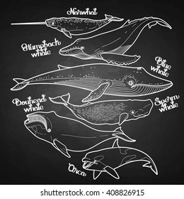 Collection of graphic whales isolated on chalkboard. Vector giant sea and ocean creatures in black and white colors. 