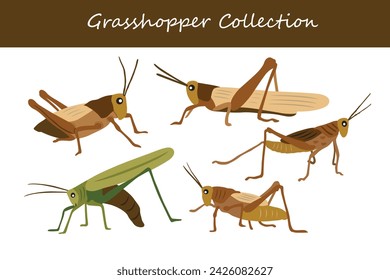 Collection of grasshopper isolated on white background. Vector illustration.