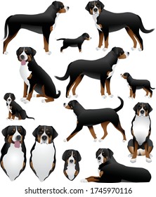 Collection of greater swiss mountain dog breed in colour image