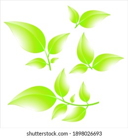 Collection of green branches isolated on white background. Summer leaves set. Vector leaves illustration EPS10