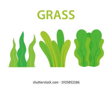 Collection of green bushes and grass on white background, Green plants, Nature vector illustration.