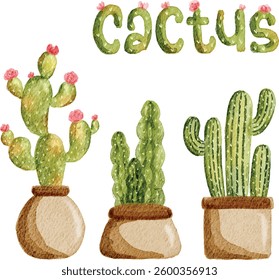 collection of green cactus plants in pots