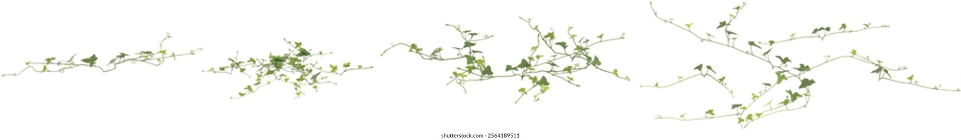 Collection of Green climbing plant on transparent background