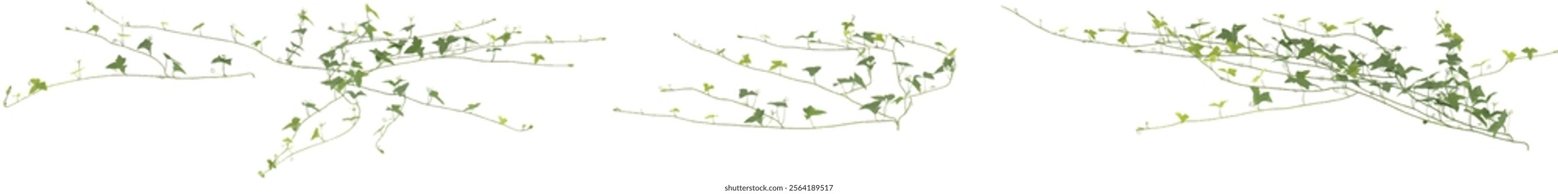 Collection of Green climbing plant on transparent background from the tp view