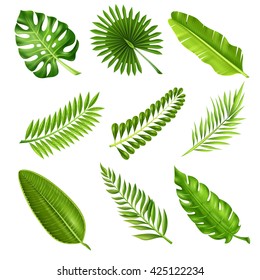 Collection of green decorative elements in realistic style showing different shapes of tropical palm tree branches on white background isolated vector illustration