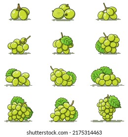 Collection of Green Grapes fruit- vector icons