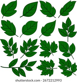Collection of Green Leaf Illustrations