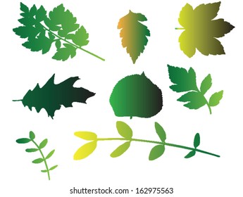 collection of green leaves