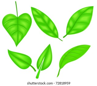 Collection of green leaves