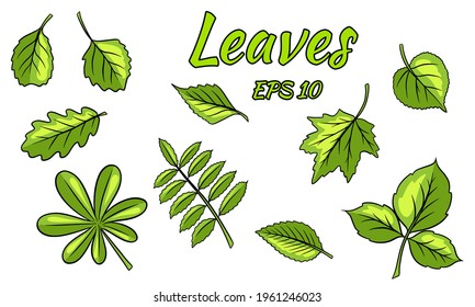 Collection of green leaves. Leaves of different shapes. Carved leaves. Silhouette. Vector set for design and decoration.