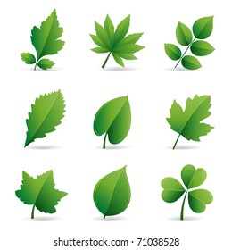 collection of green leaves element