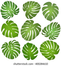 collection of green leaves monstera isolated on white background