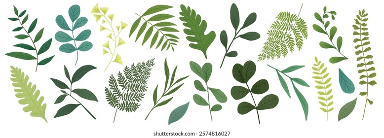 Collection of green leaves in various shapes and sizes. Leaves include ferns, branches, and foliage. Green leaves in different shades and forms. Botanical illustrations vector set.