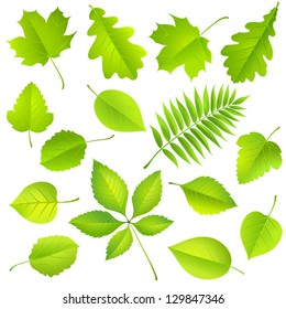 Collection of green leaves. Vector