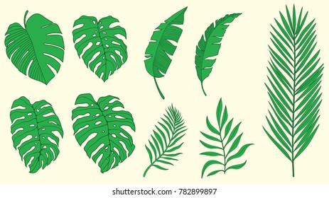 collection of green palm and monstera  leaves. Editable vector file high quality . Separated isolated tropical leaves. Green leaf 
