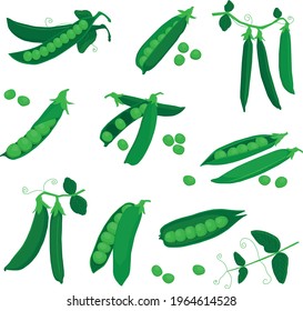 Collection of green peas. Vector illustration. Group of fresh ripe raw peas pods and open beans with leaves on stem isolated on white backgroun.