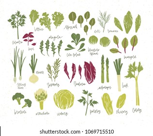 Collection of green plants. Bundle of tasty vegetables and salad leaves isolated on white background. Delicious healthy vegan or vegetarian food. Colorful vector illustration in flat cartoon style.