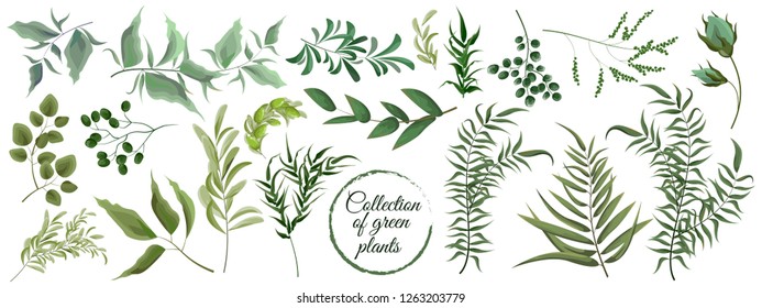 Collection of green plants. Elements for design. Vector plants.