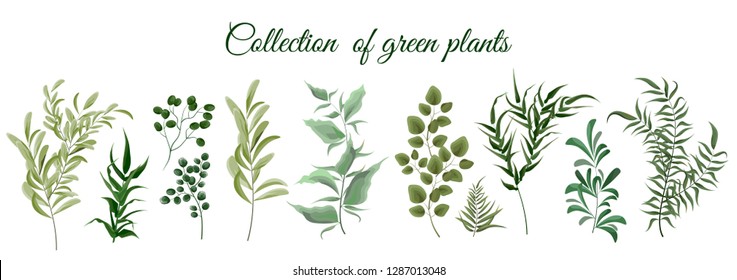 Collection of green plants. Elements for design. Vector plants.