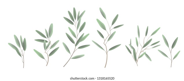 Collection of green plants. Elements for design. Vector plants.