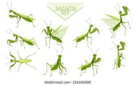 Collection of Green praying mantis cartoon bug design vector illustration