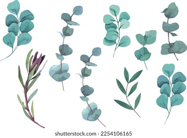 Collection of green silver eucaliptus leaves. Natural branches, vector illustration. Perfect for print and wedding design