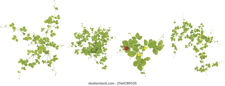 Collection of Green Solanum plant on transparent background from the top view