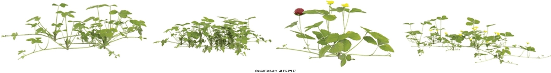 Collection of Green Solanum plant on transparent background