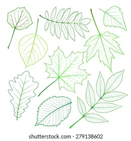 Collection of green spring leaves. Vector illustration