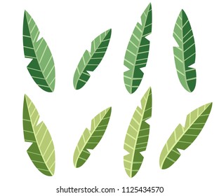 Collection of green tea leaf. Flat style illustration. Damaged leaves set. Vector illustration isolated on white background.