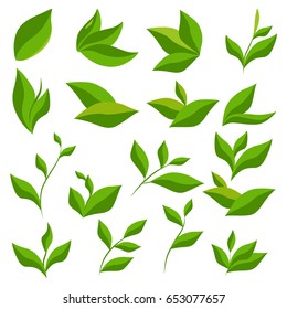 Collection of green tea leaves isolated on a white background. Vector floral elements.